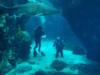 diving with sharks