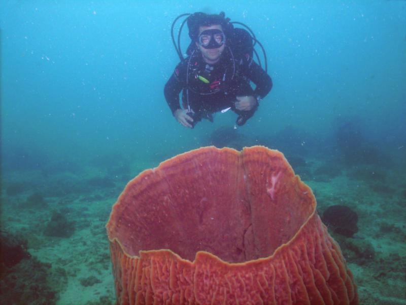 big coral