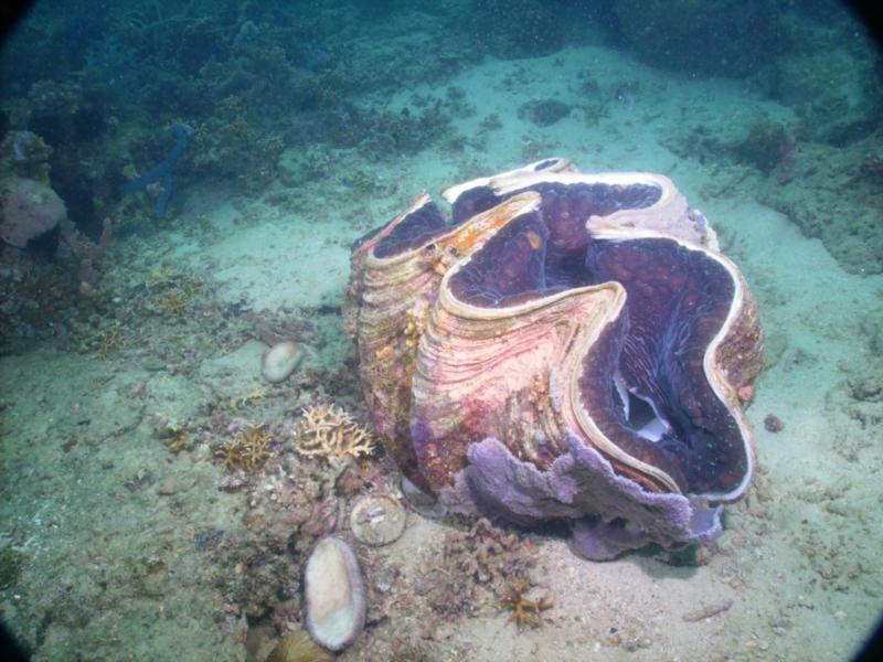 Giant clams, Puerto Gallera