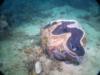Giant clams, Puerto Gallera