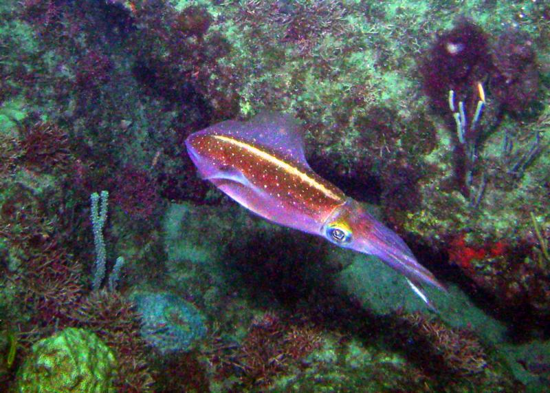 Pompano reef