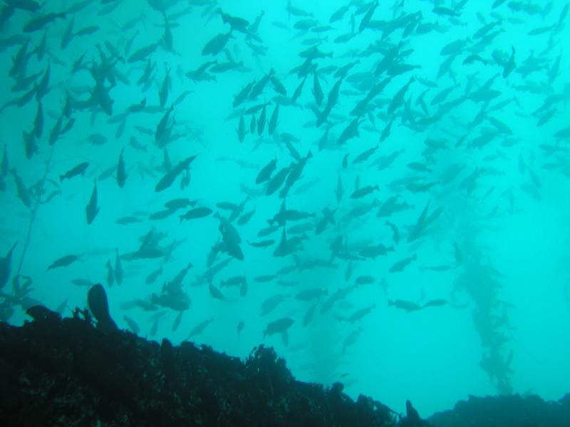 fish in monterey