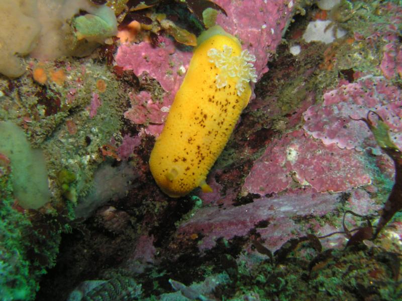 lemon nudibranch  