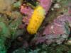lemon nudibranch  