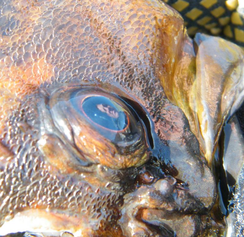 me in the eye of a fish