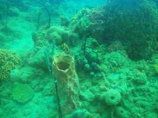 Puerto Rico Reef
