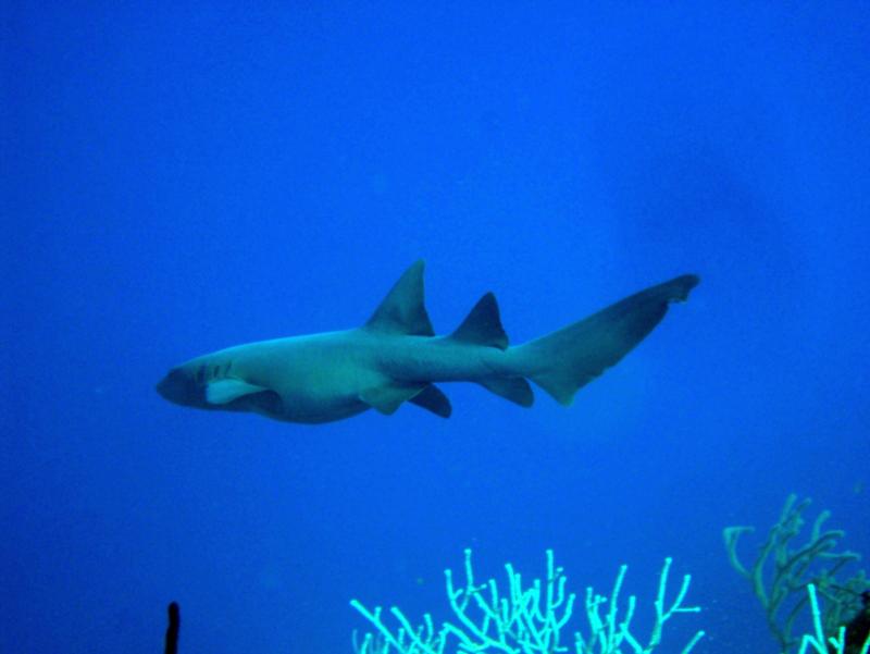 Nurse Shark Little Cayman 08