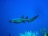 Nurse Shark Little Cayman 08