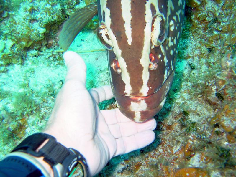 Friendly Grouper