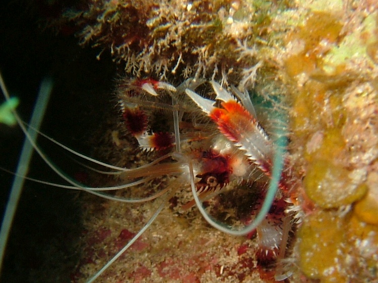 Little Cayman 2007