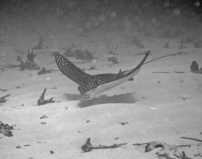 Eagle Rays at White Hole