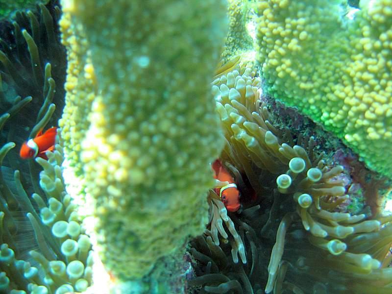 GBR- There’s NEMO!! 
