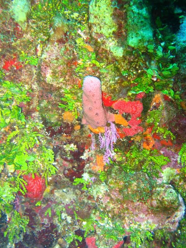 Beautiful Belize- 2008