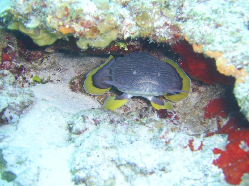 splendid toadfish