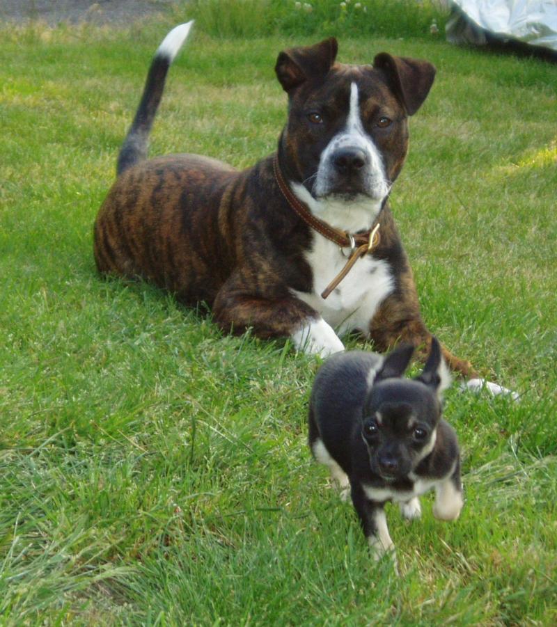 My Dogs
