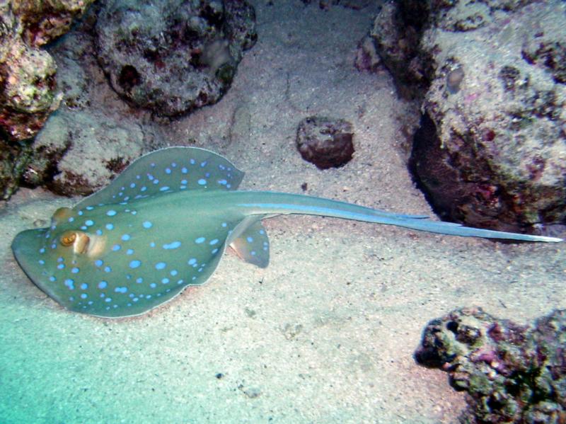 Blue Spotted Stingray