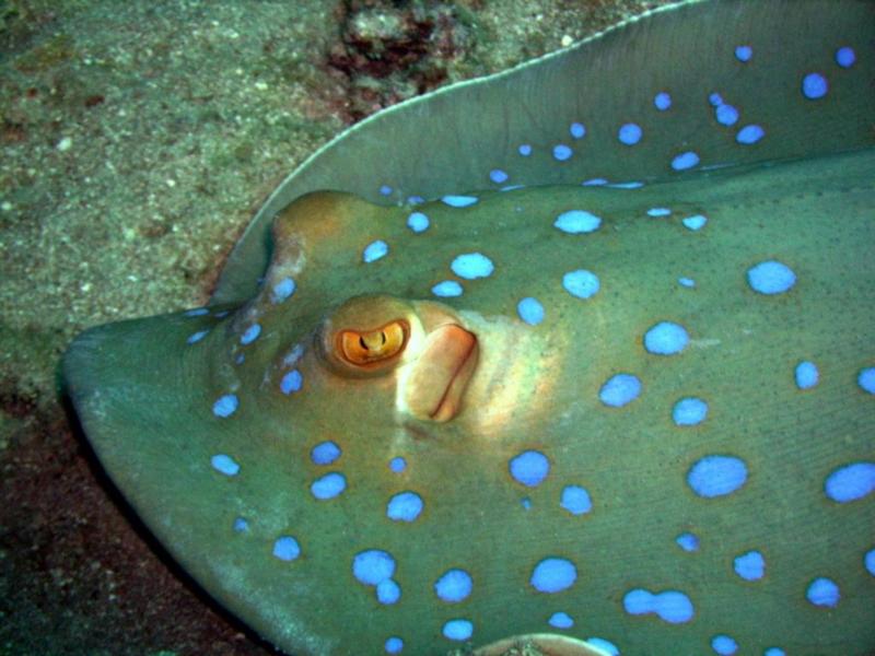 Blue Spotted Stingray close-up