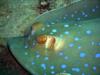 Blue Spotted Stingray close-up