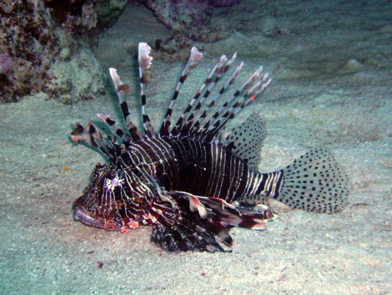 Scorpion fish