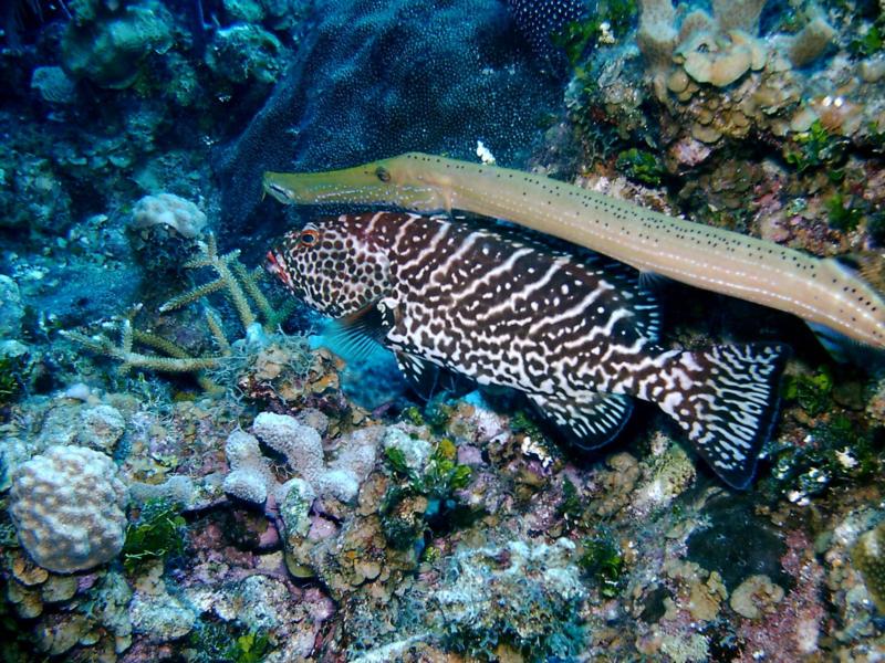 Black Grouper and Trumpetfish