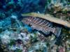 Black Grouper and Trumpetfish