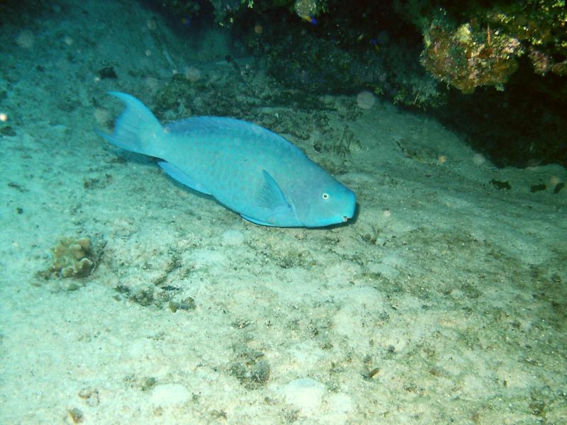 Blue Parrotfish