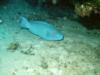 Blue Parrotfish