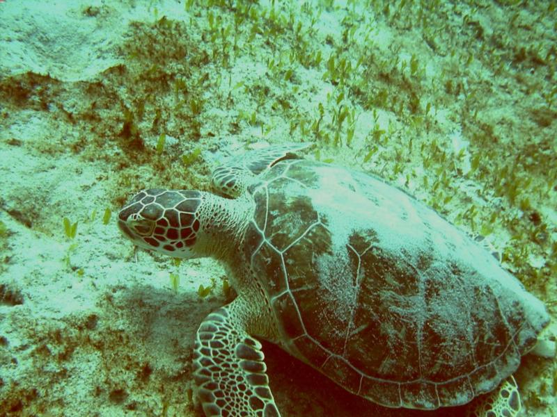 Resting Sea Turtle