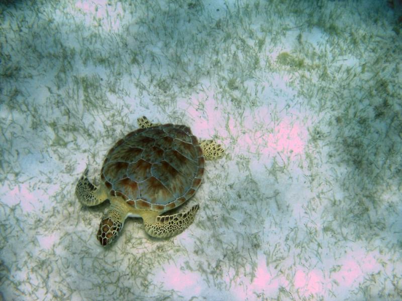 Sea Turtle at lunch