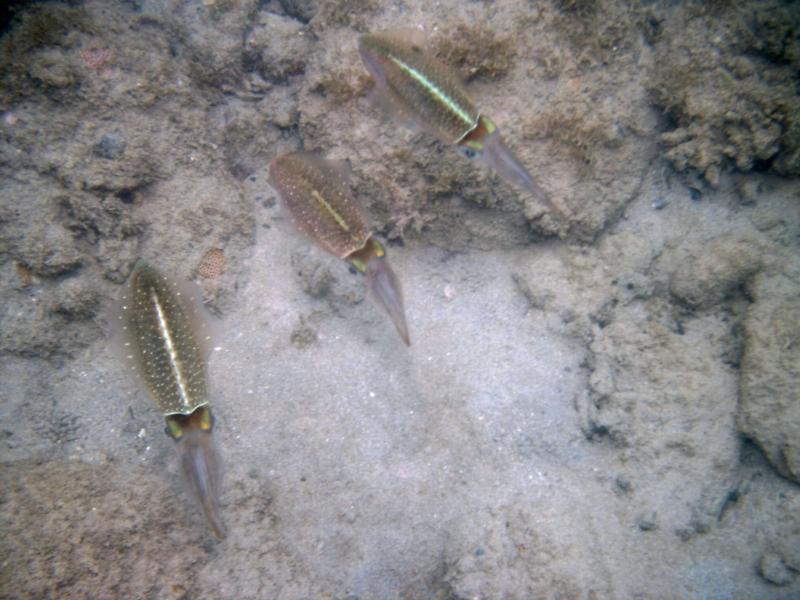 Caribbean Reef Squid