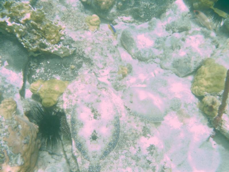 Peacock Flounders laying low