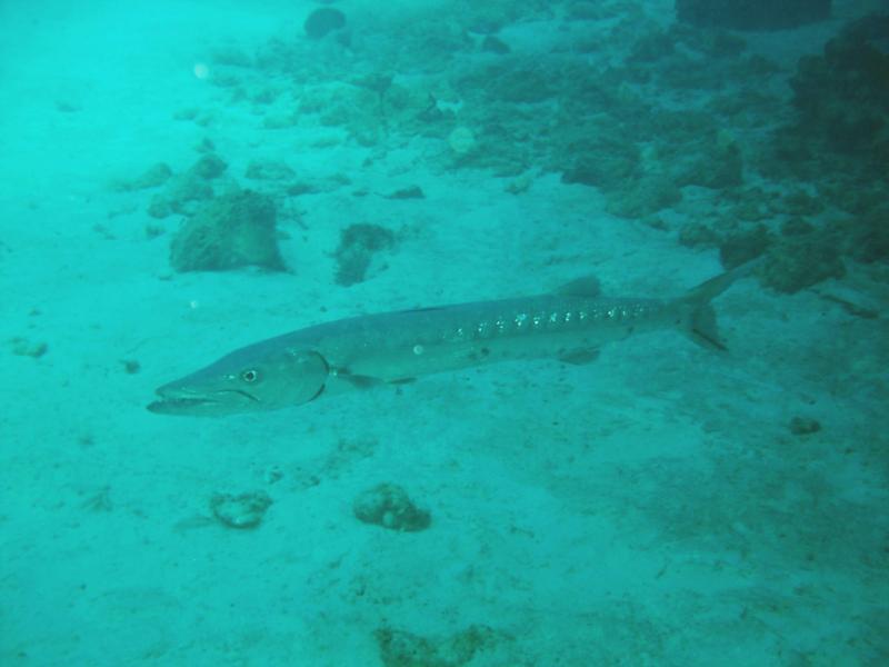 Grand Cayman Barracuda 