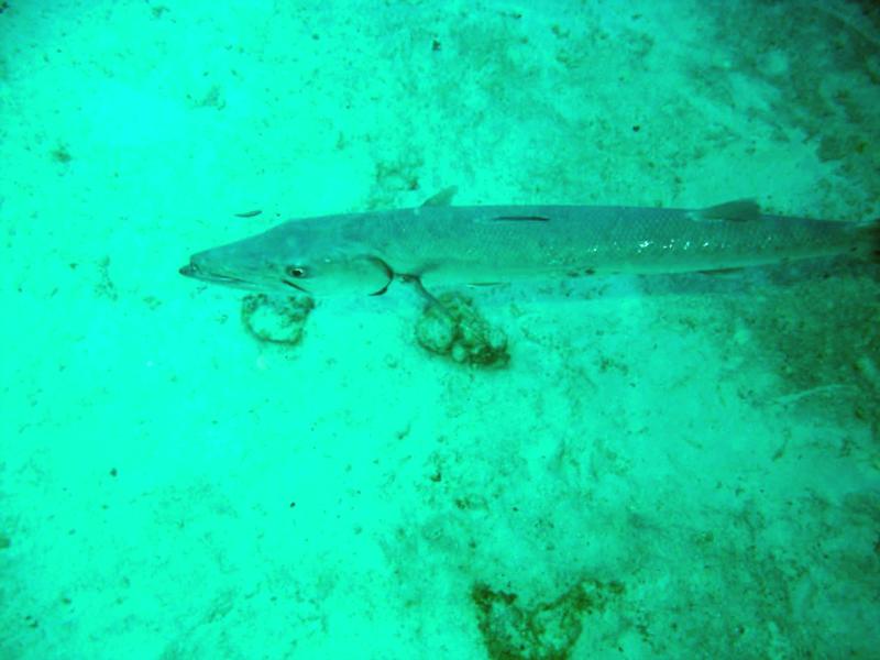 Grand Cayman Barracuda