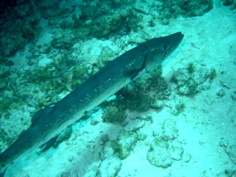 Grand Cayman Barracuda