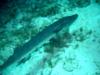 Grand Cayman Barracuda