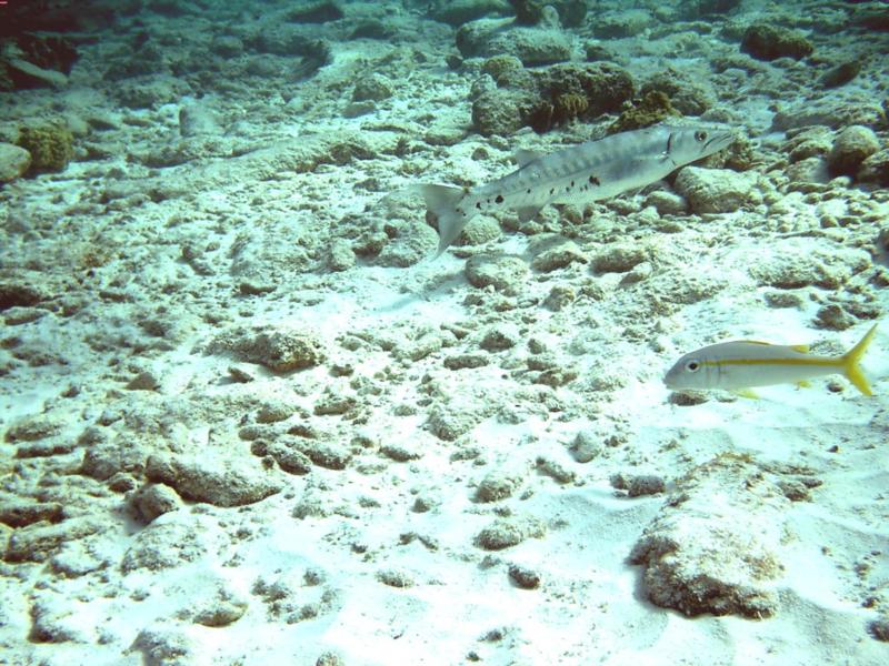 Bonaire Barracuda