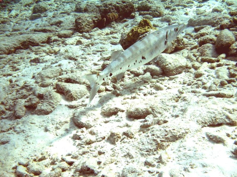Bonaire Barracuda