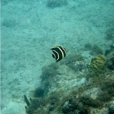 young French Angelfish 