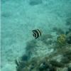 young French Angelfish 