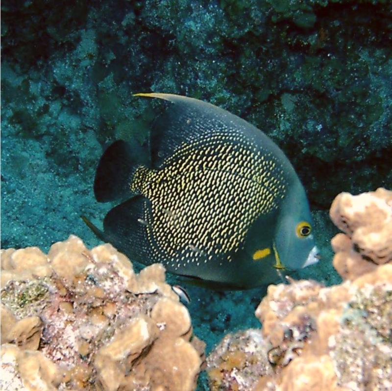 French Angelfish