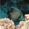 French Angelfish