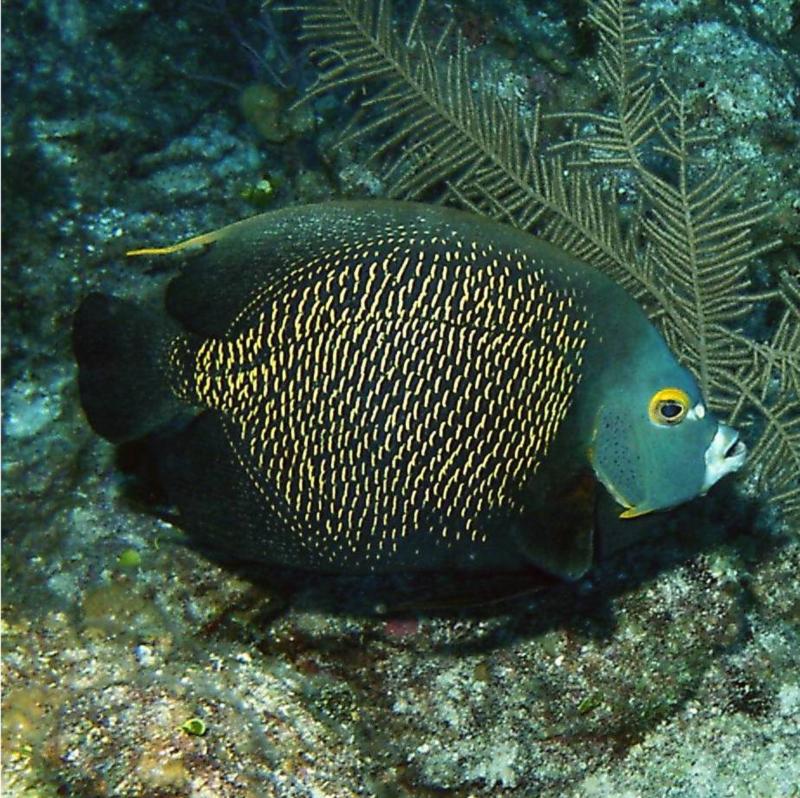 French Angelfish