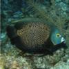 French Angelfish