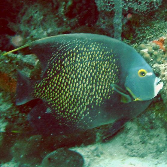 French Angelfish