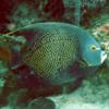 French Angelfish