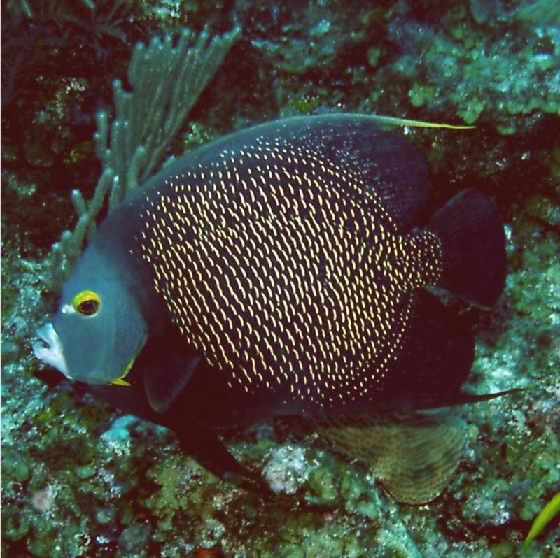 French Angelfish