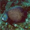 French Angelfish