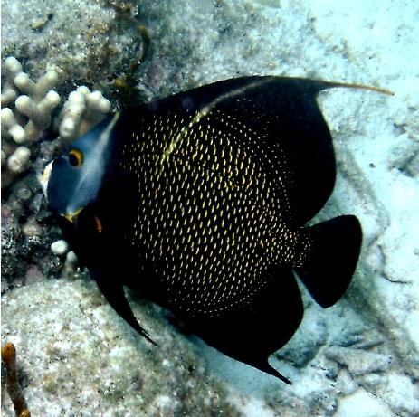 French Angelfish maturing