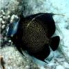 French Angelfish maturing