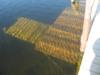 The dive platform at the Twin lakes dock